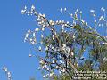 2007-0422Corellas,Deniliquin,AU